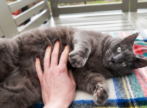 猫は腹こすりが好きですか？あなたが知る必要があること！ 