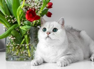 Являются ли рождественские кактусы ядовитыми для кошек? Что вам нужно знать!