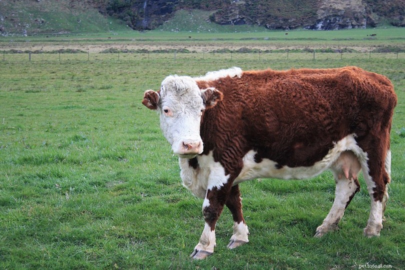 10 самых популярных пород крупного рогатого скота в США (с фотографиями)