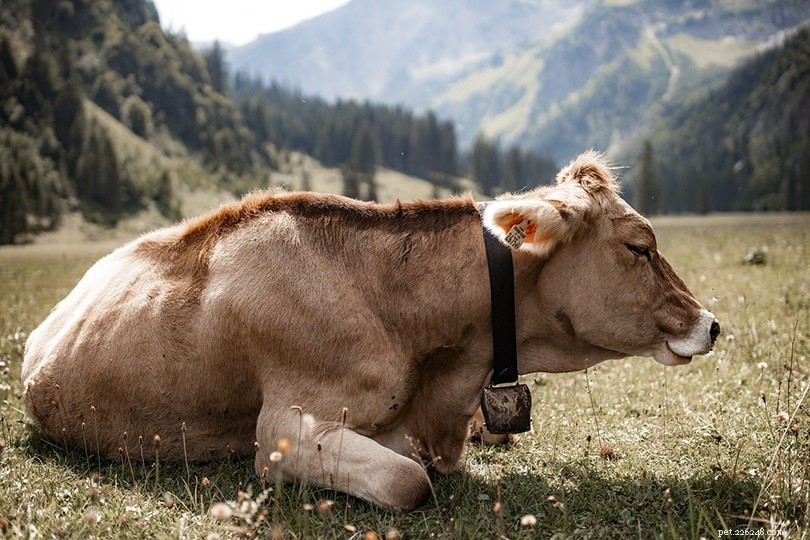 米国で最も人気のある10の牛の品種（写真付き） 