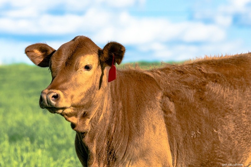 10 razze bovine più popolari negli Stati Uniti (con immagini)