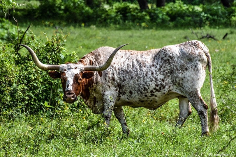10 raças de gado mais populares nos EUA (com fotos)