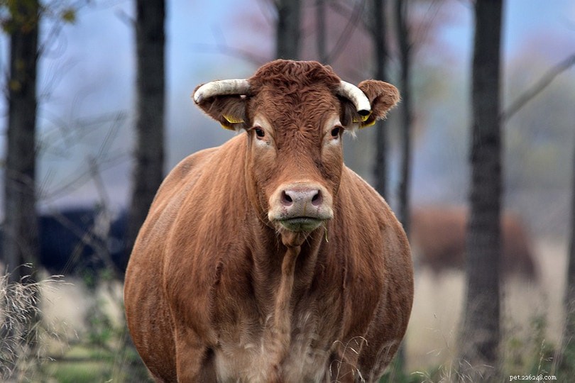 Les 10 races bovines les plus populaires aux États-Unis (avec photos)