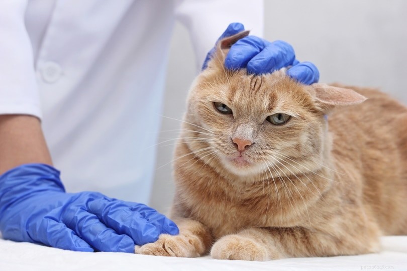 Могут ли люди заразиться ушными клещами от кошек? Что вам нужно знать!
