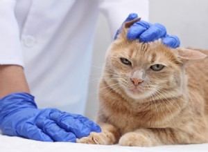 人間は猫から耳ダニを得ることができますか？あなたが知る必要があること！ 