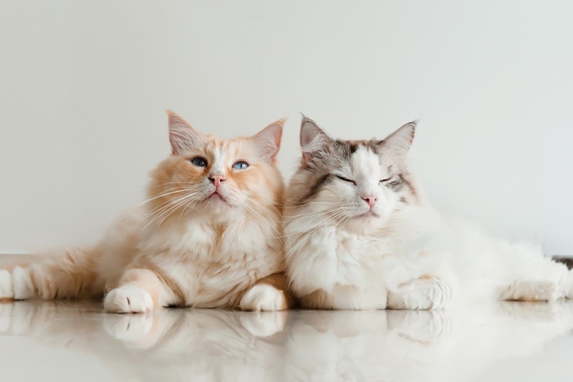 Mohou pokojové kočky dostat červy? Co potřebujete vědět!