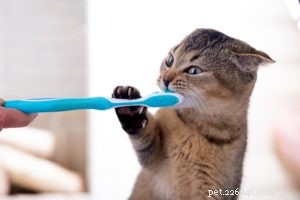 2022年の猫のための10の最高の歯ブラシ–レビューとトップピック 
