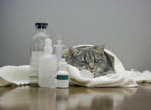 猫は風邪をひくことができますか？症状、原因、およびケア 