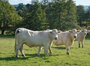 Plemeno skotu Charolais