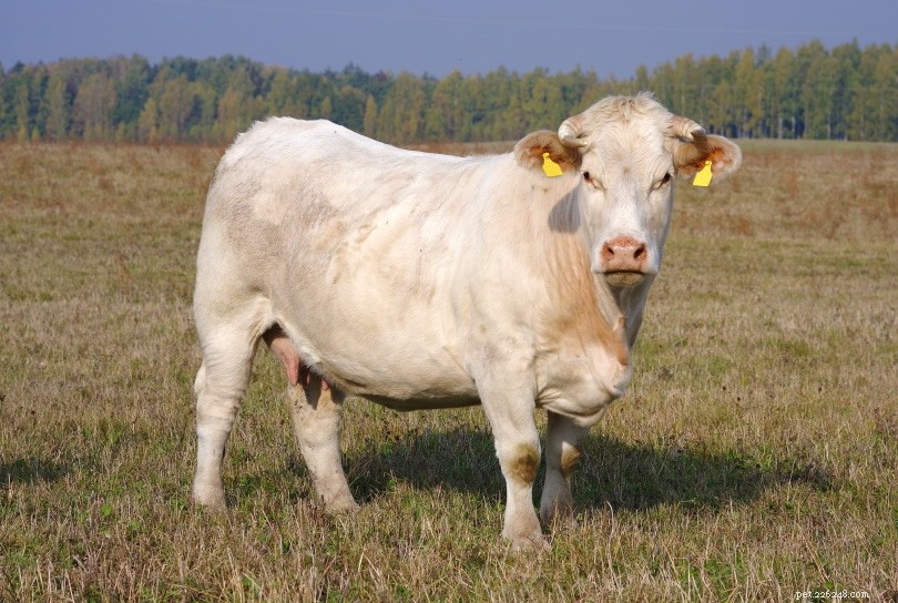 シャロレー牛の品種 