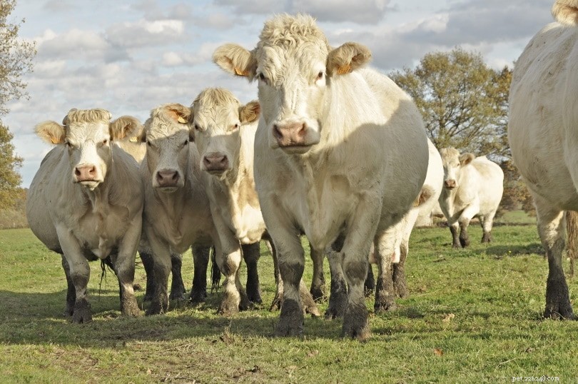 シャロレー牛の品種 
