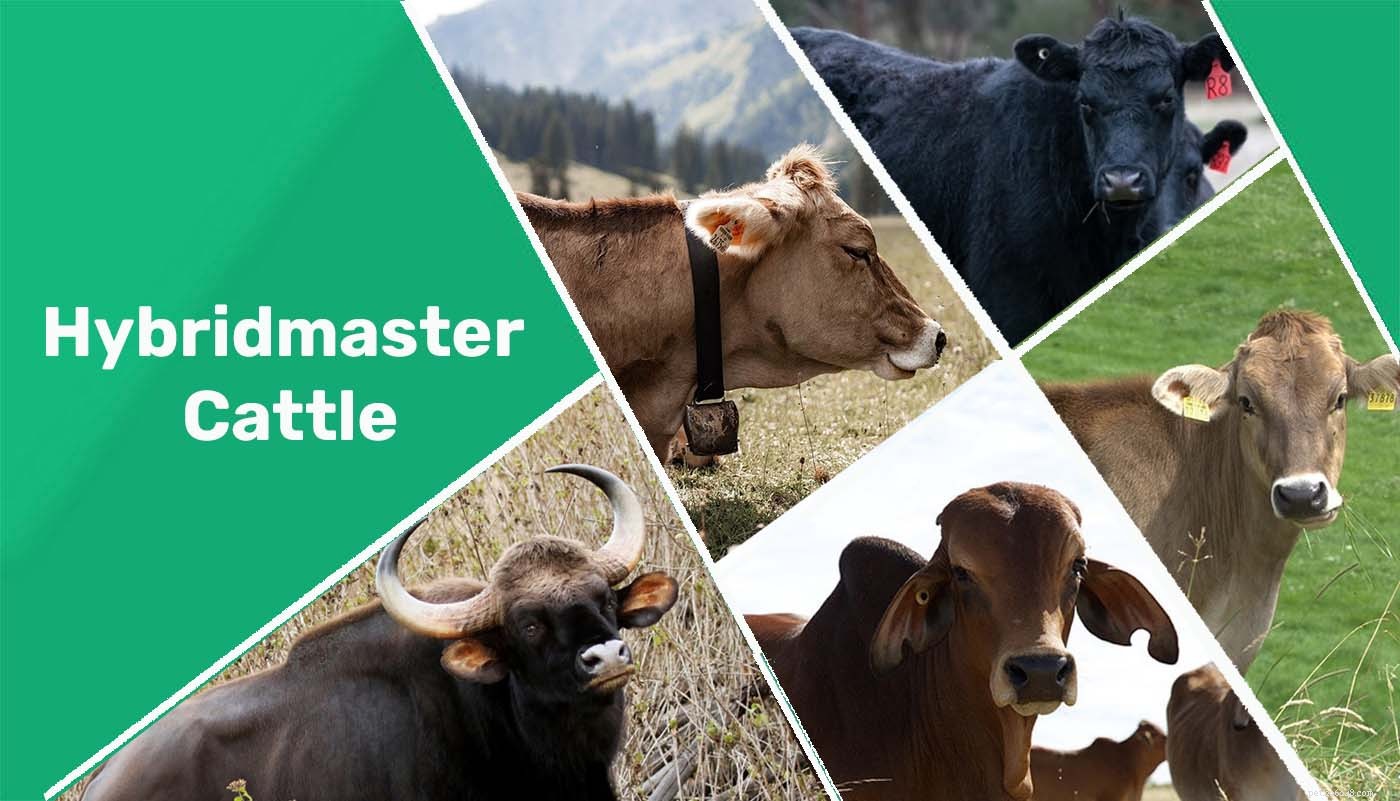 Hybridmaster Cattle