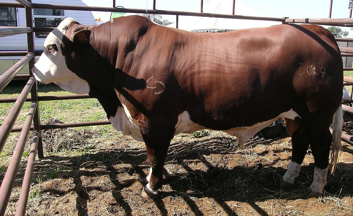 8オーストラリアの牛の品種 