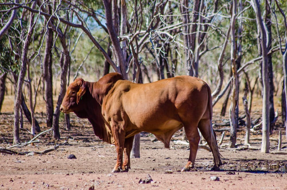 8 raças de gado australiano