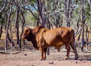8オーストラリアの牛の品種 