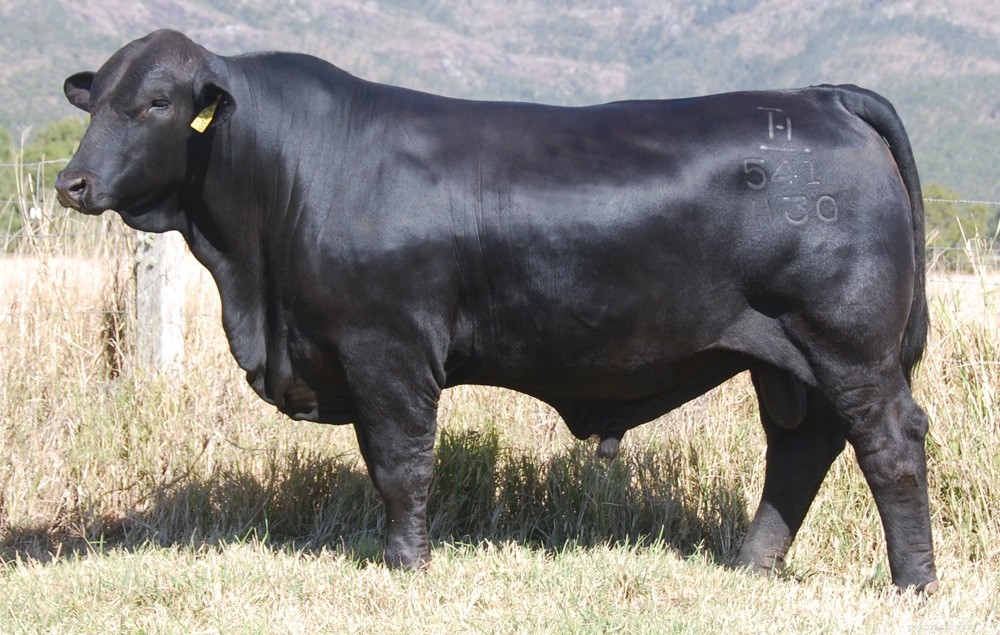 8 австралийских пород крупного рогатого скота