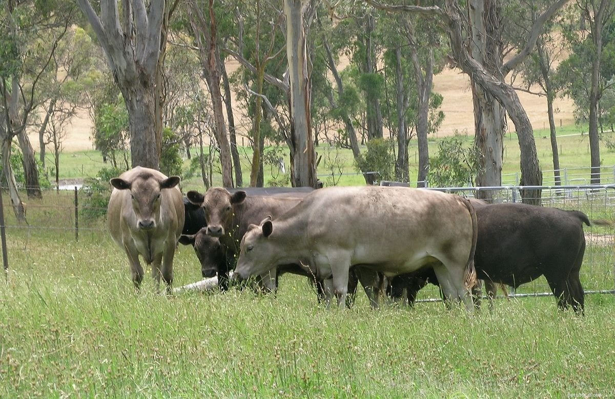 8 австралийских пород крупного рогатого скота