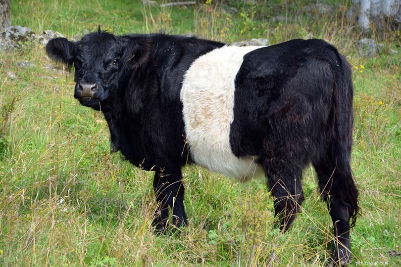 8 razze bovine scozzesi