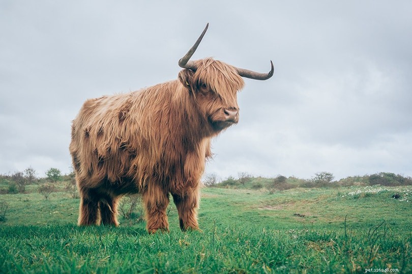 8つのスコットランドの牛の品種 