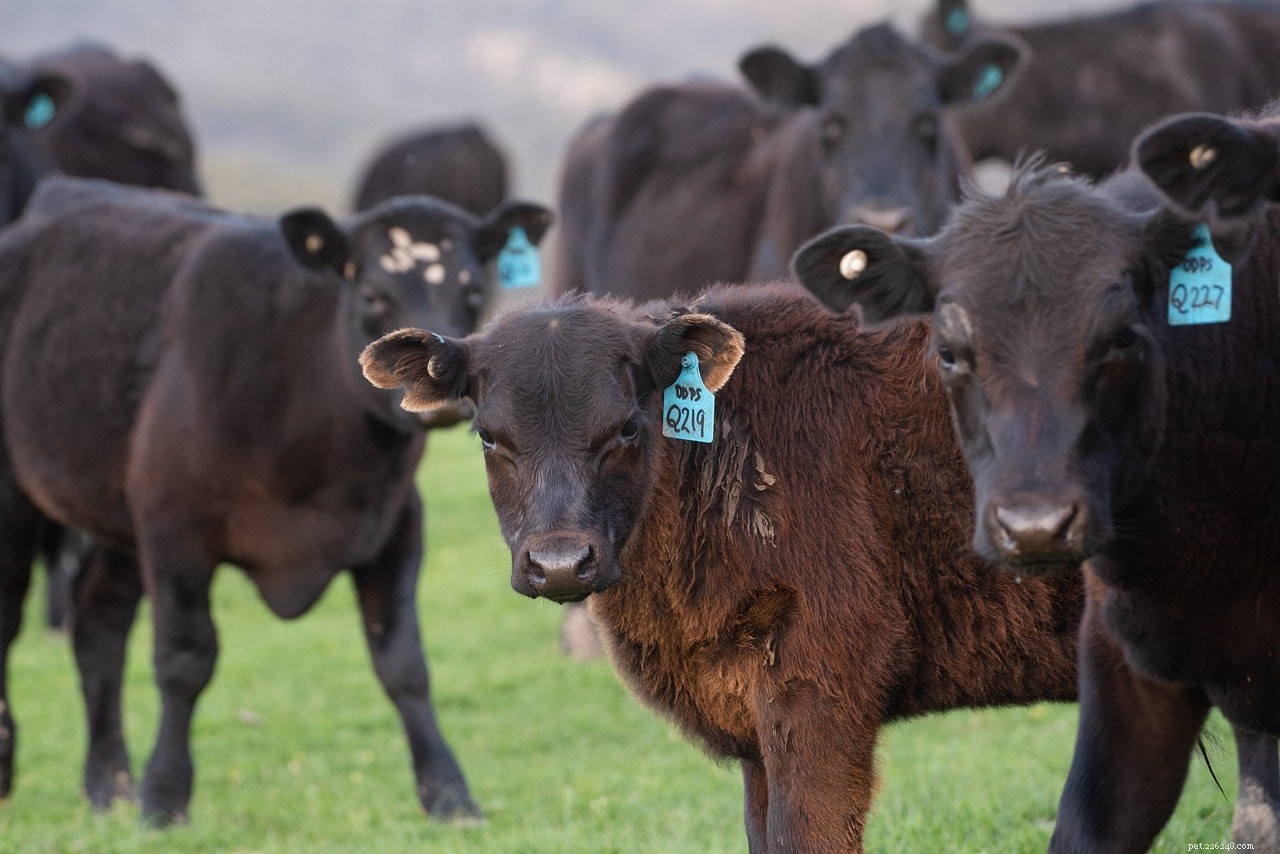 8つのスコットランドの牛の品種 