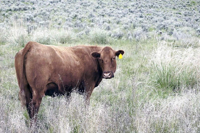 8 шотландских пород крупного рогатого скота