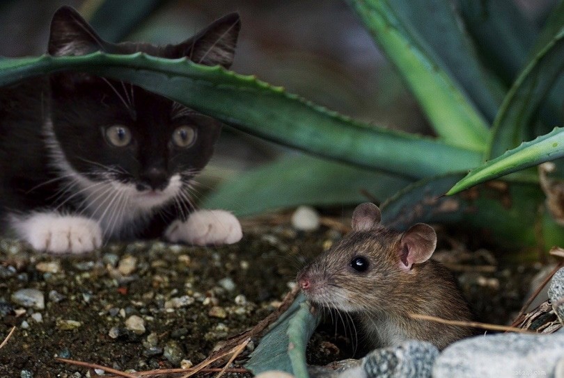 Jedí kočky myši? Co potřebujete vědět!