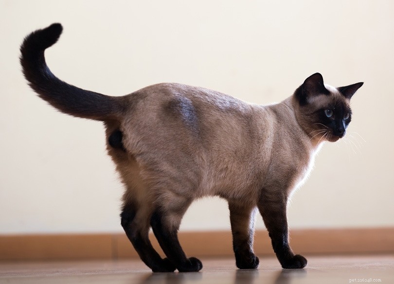 Dokážou kočky ovládat své ocasy? Co potřebujete vědět!