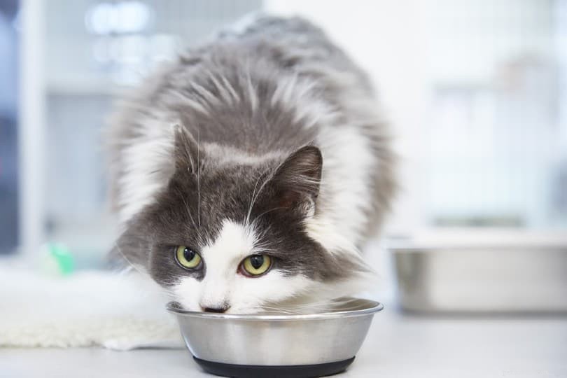 猫は辛い食べ物を味わうことができますか？あなたが知る必要があること！ 