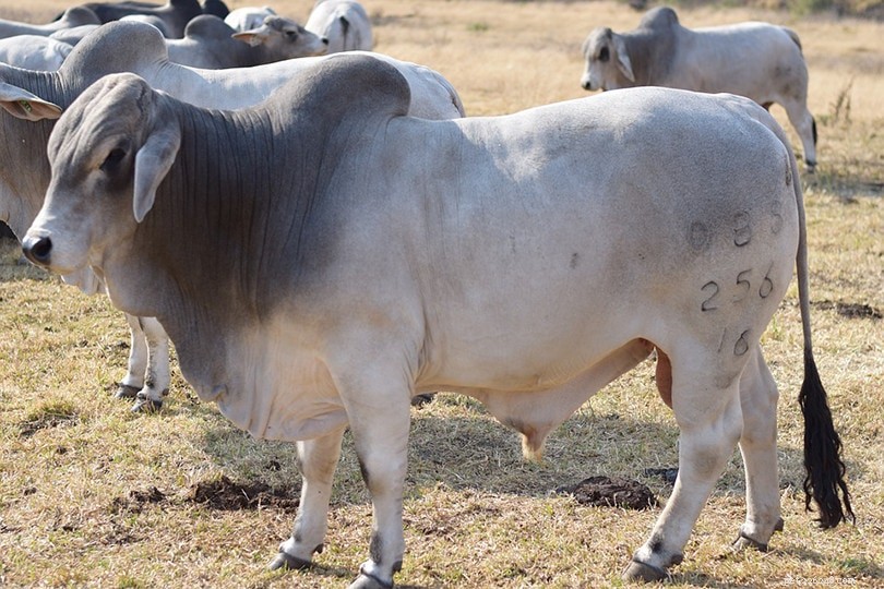 ブラーマン牛の品種 