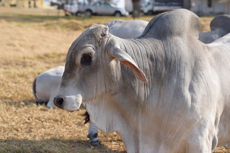 Raça de gado Brahman