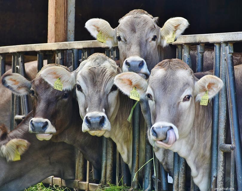 Какой штат выращивает больше всего крупного рогатого скота? (обновлено в 2022 г.)