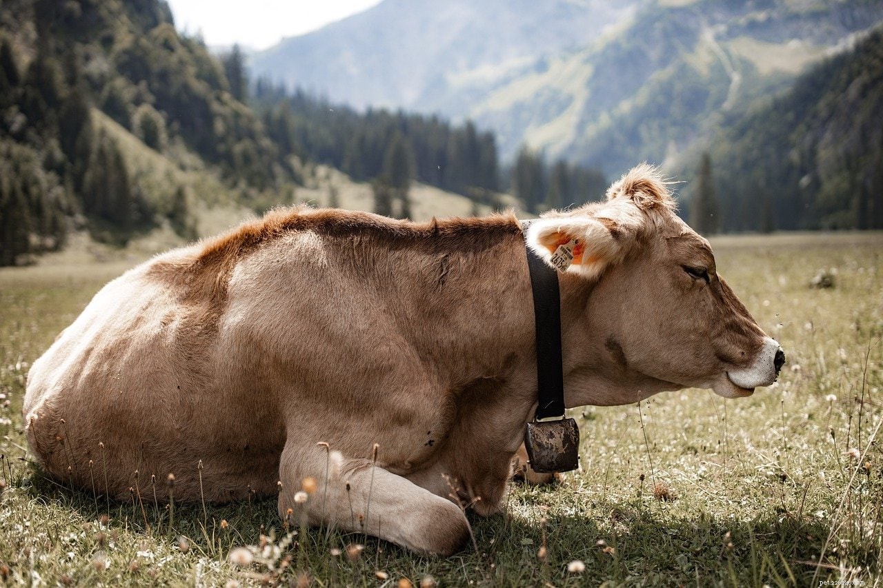 シンメンタール牛の品種 
