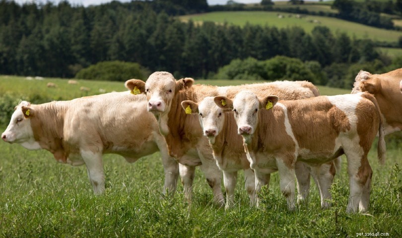 シンメンタール牛の品種 