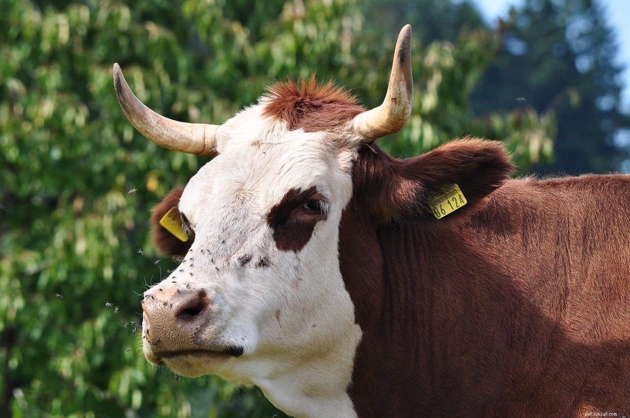Симментальская порода крупного рогатого скота