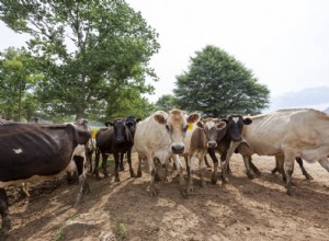 Drakensberger Cattle Breed