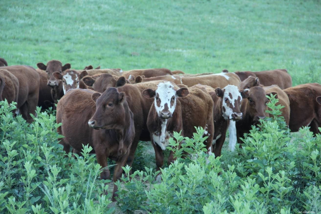Дракенсбергская порода крупного рогатого скота