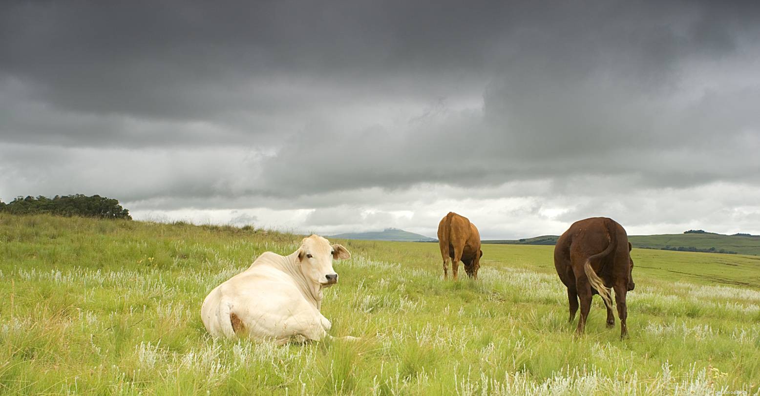 Drakensberger Cattle Breed