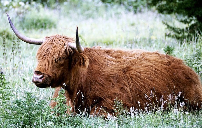 Highland Cattle Breed