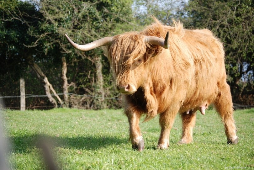 race bovine Highland