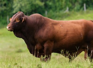 サンタクルス牛の品種 