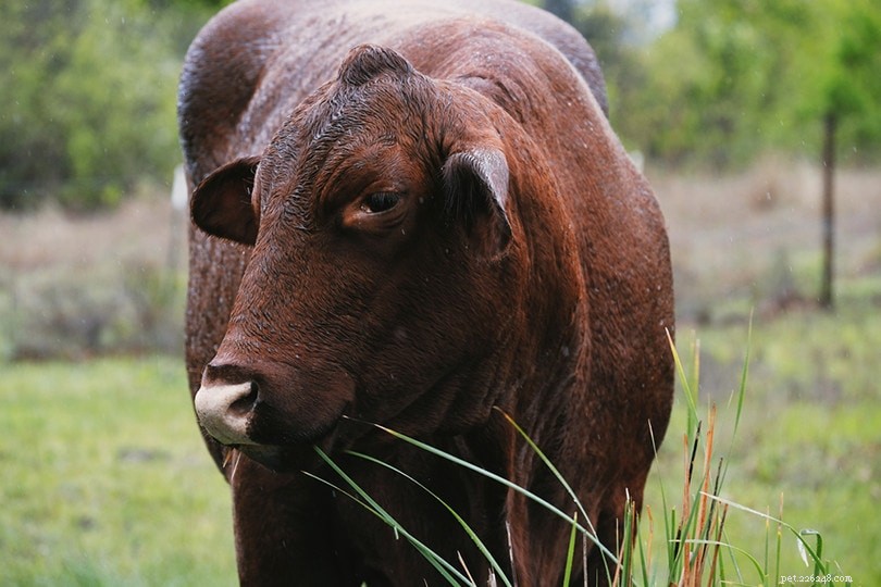 サンタクルス牛の品種 