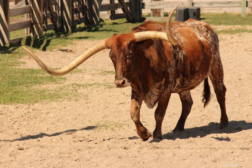 5 types de races de bovins à longues cornes :un aperçu (avec photos)
