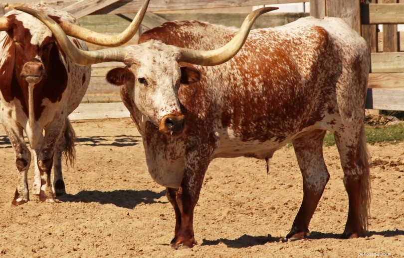 5 types de races de bovins à longues cornes :un aperçu (avec photos)
