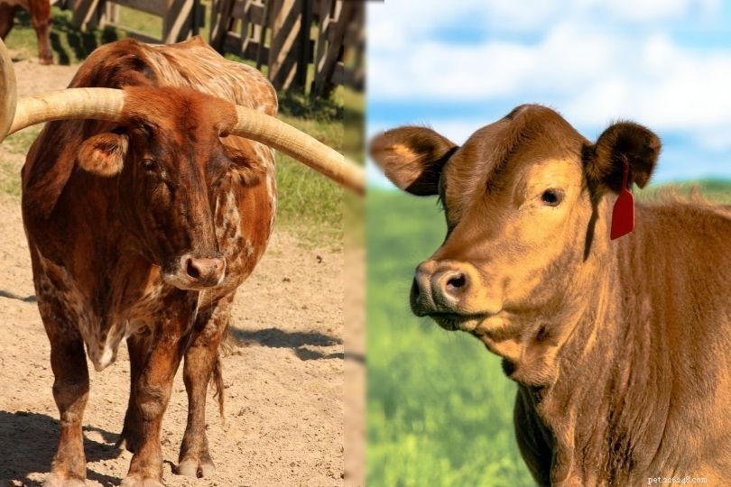 5 tipi di razze bovine Longhorn:una panoramica (con immagini)