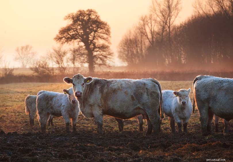 11世界で最も希少な牛の品種 