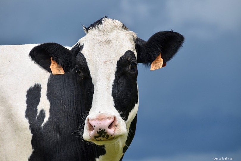 11 razze bovine più rare al mondo