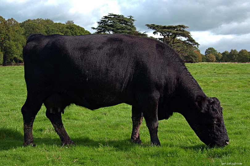 11世界で最も希少な牛の品種 