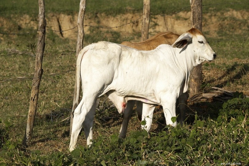 11 самых редких пород крупного рогатого скота в мире