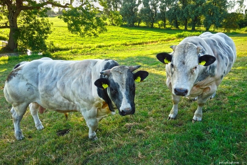 11 самых редких пород крупного рогатого скота в мире
