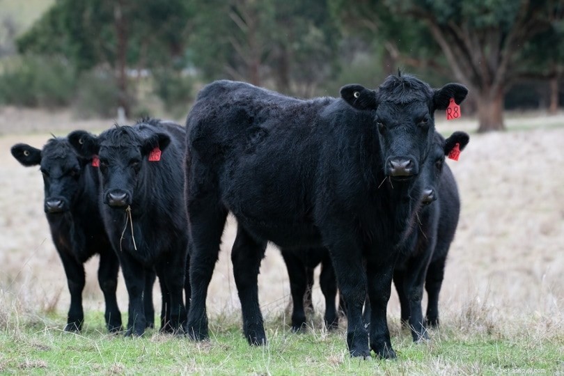 10 raças de gado em miniatura para pequenas fazendas (com fotos)